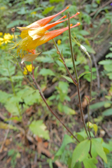 Aquilegia elegantula