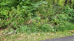 Cenchrus alopecuroides