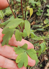 Aquilegia elegantula