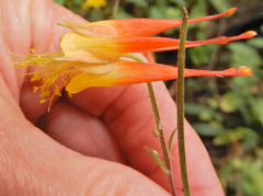 Aquilegia elegantula