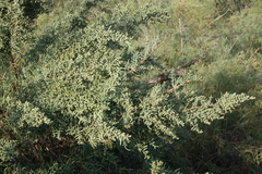 Salsola dendroides