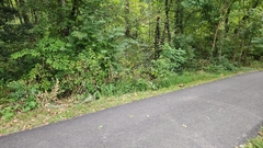 Cenchrus alopecuroides