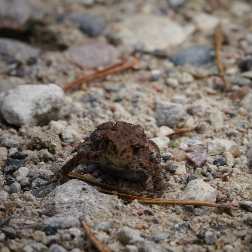 European Toad from 3230 Græsted, Danmark on September 25, 2022 at 10:49 ...