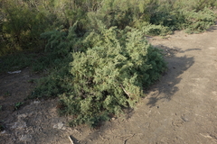 Salsola dendroides
