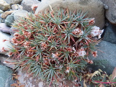 Acantholimon