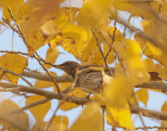 Turdus atrogularis