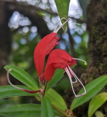Aeschynanthus