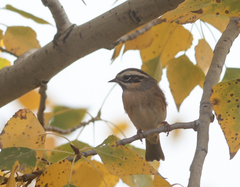 Prunella atrogularis