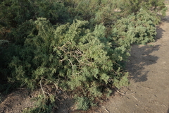 Salsola dendroides