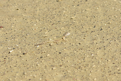 Phrynocephalus mystaceus