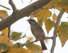 Prunella atrogularis