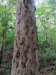 Pterocarpus acapulcensis
