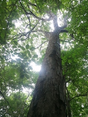 Pterocarpus acapulcensis