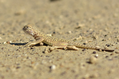 Phrynocephalus mystaceus