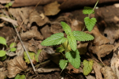 Teucrium argutum
