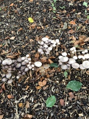 Psathyrella longipes