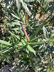Nerium oleander