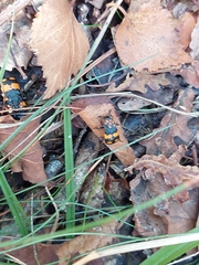 Nicrophorus vespilloides