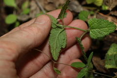Teucrium argutum