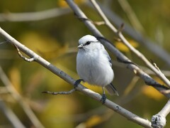 Cyanistes cyanus