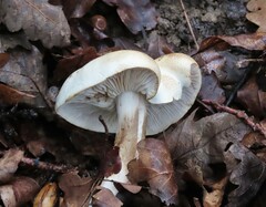 Tricholoma
