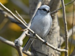 Cyanistes cyanus