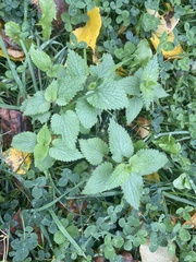 Lamium album