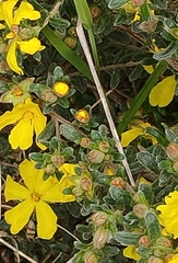 Hibbertia obtusifolia