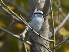 Cyanistes cyanus