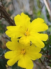 Hibbertia obtusifolia