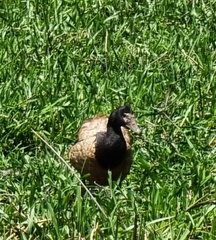 Anseranas semipalmata