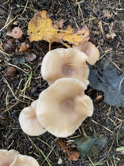 Lepista personata