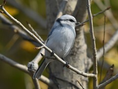 Cyanistes cyanus