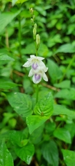 Asystasia intrusa