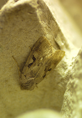 Orthosia gothica