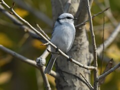 Cyanistes cyanus