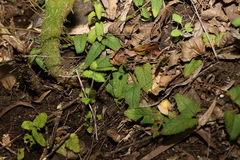 Teucrium argutum