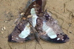 Polyura bharata