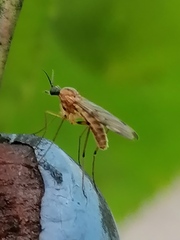 Sylvicola alternatus