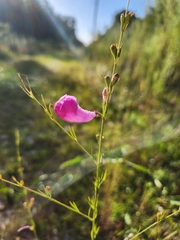 Agalinis fasciculata