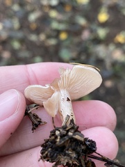 Lepista personata