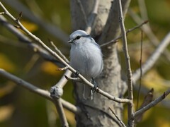 Cyanistes cyanus