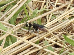 Larra bicolor