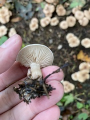 Lepista personata