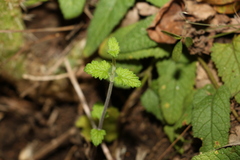 Teucrium argutum