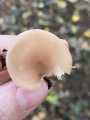 Lepista personata