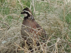Colinus virginianus