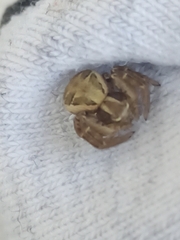 Xysticus