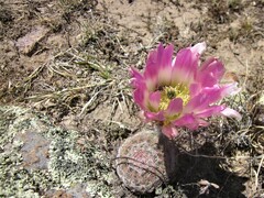 Echinocereus pectinatus pectinatus