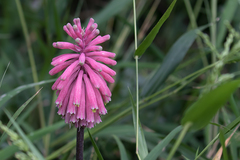 Veltheimia bracteata